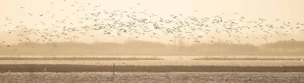 Oostvaardersplassen