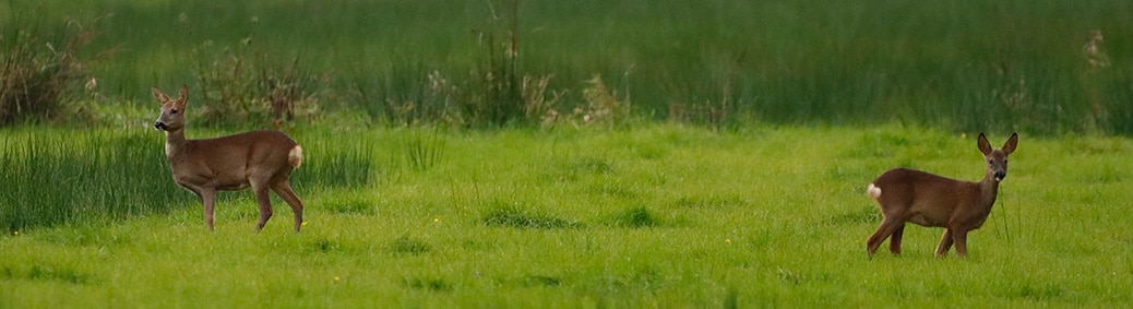 Reeën op de Bolgerijse kade