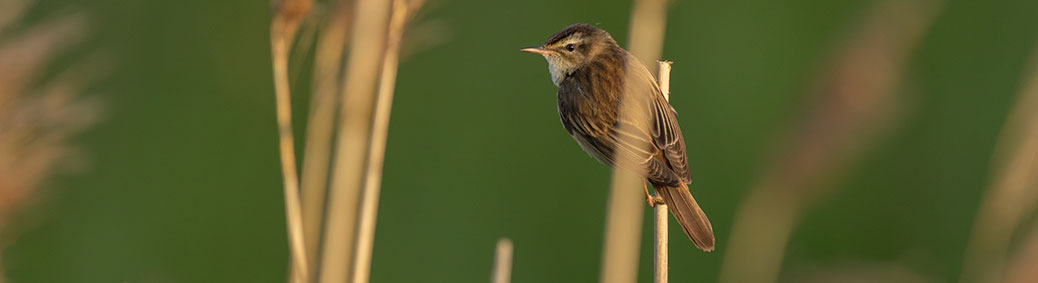 rietzanger (Acrocephalus schoenobaenus)
