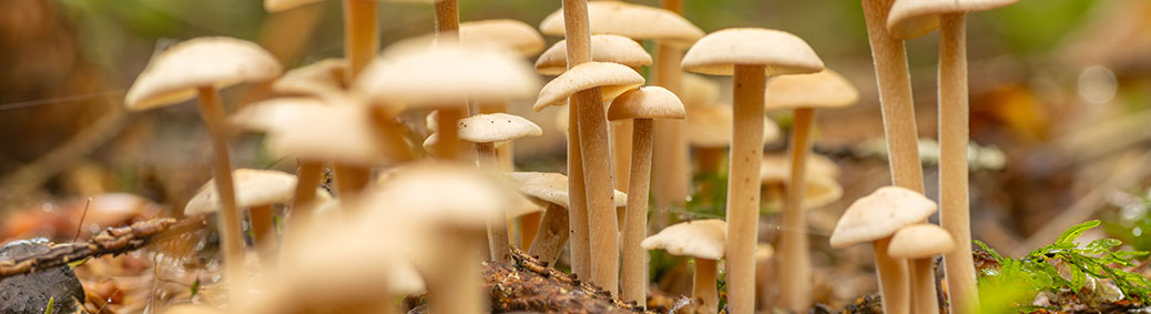 bundelcollybia (Collybiopsis confluens)